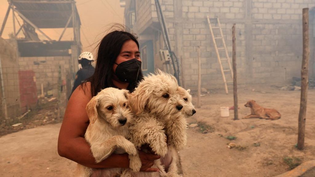 Potret Evakuasi Hewan Korban Kebakaran Hutan di Ekuador Potret Evakuasi Hewan Korban Kebakaran Hutan di Ekuador