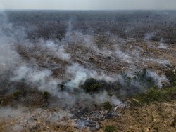 Panas Ekstrem Mengerikan Diprediksi Bakal Melanda Hutan Amazon, Pohon-pohon Mati