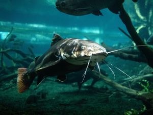 Apakah Ikan Tidur dengan Menutup Mata? Ternyata Begini Caranya Apakah Ikan Tidur dengan Menutup Mata? Ternyata Begini Caranya