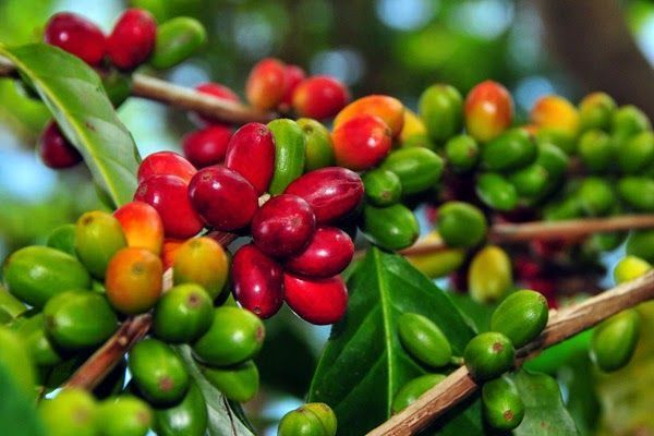 Ini Dia 5 Kopi Asli Indonesia yang Digemari di Dunia Karena Enak