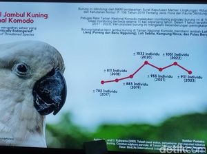 Populasi Kakaktua Kecil Jambul Kuning di TN Komodo Tersisa 931 Ekor Populasi Kakaktua Kecil Jambul Kuning di TN Komodo Tersisa 931 Ekor