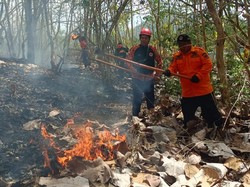 Terjadi 14 Kebakaran Hutan dan Lahan di Trenggalek Selama Kemarau