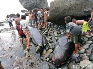 Tersangka Korupsi BAB dalam Mobil Tahanan-Kematian Misterius Puluhan Paus Pilot Tersangka Korupsi BAB dalam Mobil Tahanan-Kematian Misterius Puluhan Paus Pilot