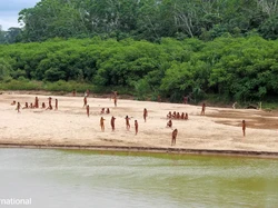 2 Pekerja Tewas Dipanah Suku Pedalaman Amazon, Ini Sebabnya