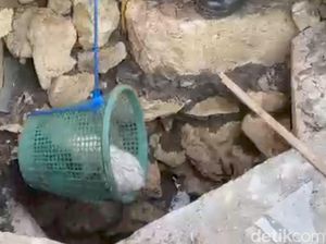 Momen Damkar Evakuasi Zuzu Kucing Nyemplung Septic Tank di Gunungkidul