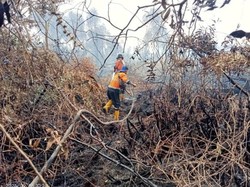 Lahan Gambut di Muara Enim Sudah 9 Hari Terbakar, Luasnya Capai 53 Hektare