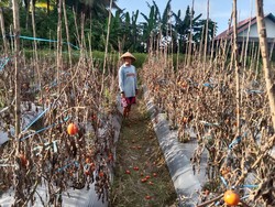 Petani Malteng Biarkan Tomat Membusuk gegara Harga Turun Jadi Rp 1.000 Per Kg