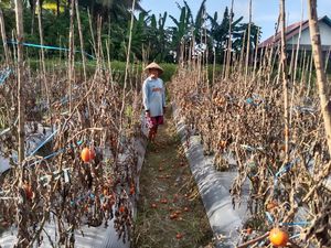 Petani Malteng Biarkan Tomat Membusuk gegara Harga Turun Jadi Rp 1.000 Per Kg Petani Malteng Biarkan Tomat Membusuk gegara Harga Turun Jadi Rp 1.000 Per Kg