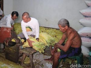 Harga Jual Naik, Luas Tanam Tembakau Lamongan Bertambah Jadi 9.638 Ha Harga Jual Naik, Luas Tanam Tembakau Lamongan Bertambah Jadi 9.638 Ha