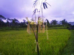 Mabiyukukung: Upacara Memohon Kesuburan Padi dalam Kepercayaan Bali