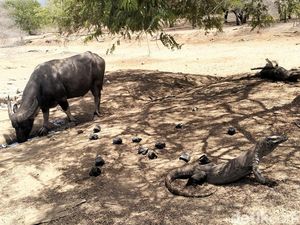 Edi-Weng Tegaskan Pariwisata Labuan Bajo Bukan Hanya Komodo Edi-Weng Tegaskan Pariwisata Labuan Bajo Bukan Hanya Komodo
