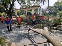 Pohon Beringin di Bogor Tumbang Akibat Angin Kencang, 2 Orang Terluka