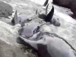 Video: Peneliti Jelaskan Fenomena Paus Pilot Terdampar di NTT