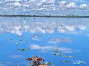 Pulau Tak Berpenghuni di Kalimantan, Sangat Cantik tapi Habitatnya Kerbau