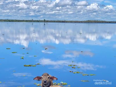 Pulau Tak Berpenghuni di Kalimantan, Sangat Cantik tapi Habitatnya Kerbau