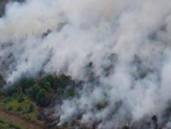 Muara Medak Muba Kembali Terbakar, Luasnya 64 Hektare