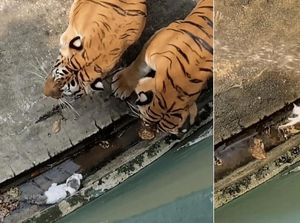 Anak Kucing Nyasar di Kandang Harimau, Diendus-endus