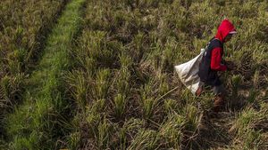 Duh! Ribuan Hektare Sawah di Banten Rusak Gegara Kekeringan