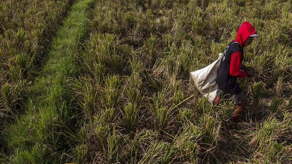 Duh! Ribuan Hektare Sawah di Banten Rusak Gegara Kekeringan
