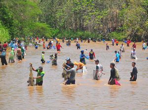Melihat Keseruan Tradisi Menangkap Ikan di Grobogan