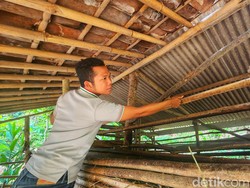 Macan Tutul Mangsa Ternak, Warga Cikakak Sukabumi Pasang Jebakan