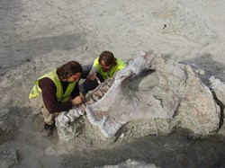 Mengenal si Raksasa Berleher Panjang