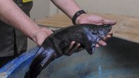 Geliat Konservasi Ikan Belida di Palembang
