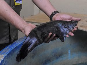 Geliat Konservasi Ikan Belida di Palembang