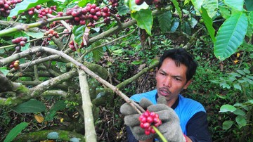 Melihat Panen Kopi Muria di Kudus