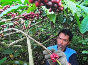 Melihat Panen Kopi Muria di Kudus
