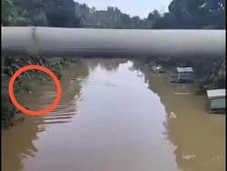 Detik-detik Pria di Kutai Timur Diterkam Buaya 5 Meter Saat Mandi di Sungai