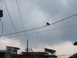 Geger Kawanan Monyet Turun di Permukiman Lembang Geger Kawanan Monyet Turun di Permukiman Lembang