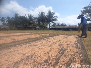Senyum Nelayan Pangandaran Saat Panen Udang Rebon Senyum Nelayan Pangandaran Saat Panen Udang Rebon