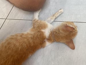 Cat Lover Siap Kawal Pelaporan Kasus Belasan Kucing Mati Massal di Kota Malang