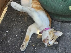 Cat Lovers Dorong Polisi Usut Kasus 12 Kucing Mati Massal di Kota Malang