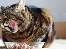 Duh! Wanita Ini Rela Kelaparan Agar Kucingnya Bisa Makan