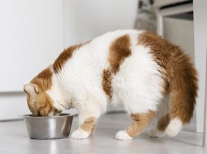 Kucing Lebih Baik Makan Raw Food, Wet Food atau Dry Food Yah? Kucing Lebih Baik Makan Raw Food, Wet Food atau Dry Food Yah?