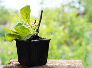 Mengenal Tabulampot, Teknik Bercocok Tanam Sendiri di Rumah dan Lahan Sempit