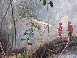 2 Hektare Hutan Perhutani di Tulungagung Terbakar