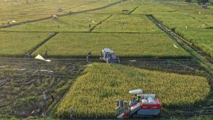 Lahan Pertanian Tanaman Pangan di Kaltim Diperluas