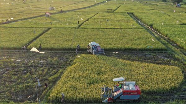 Lahan Pertanian Tanaman Pangan di Kaltim Diperluas