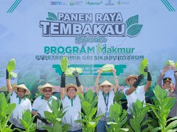 Petrokimia Gresik-Djarum Sukses Genjot Hasil Panen Tembakau di Grobogan
