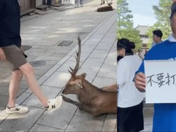 Turis China Injak Kaki Rusa Taman Nara, Petugas Langsung Ngamuk