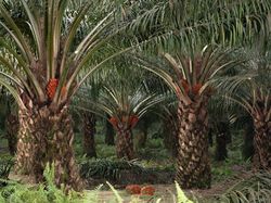 Video: Daya Serap Air Pohon Sawit Vs Pepohonan Hutan