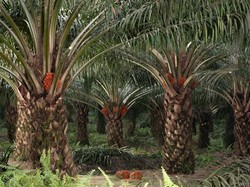 Musim Mas Kenalkan 4 Varietas Baru Sawit dengan Tingkat Rendemen 30%