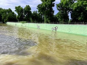 Geger, Ular-Buaya Lepas ke Pemukiman Akibat Kebun Binatang Nigeria Kebanjiran
