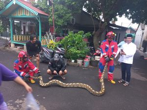 Kenapa Banyak Ular Sanca Keluar Saat Musim Hujan? Ini Penyebabnya Kenapa Banyak Ular Sanca Keluar Saat Musim Hujan? Ini Penyebabnya