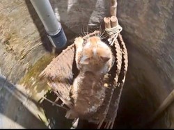 Kisah Kucing Mozi 2 Hari Bertahan dalam Sumur, Diselamatkan Damkar Gunungkidul