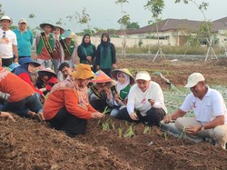 Mbak Ita Gandeng BRIN Tanam Bawang Merah Lokananta, Bisa Panen 20 Ton/Ha