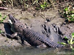Buaya Kerap Muncul di Sungai Gebang Sidoarjo, BKSDA Minta Warga Waspada